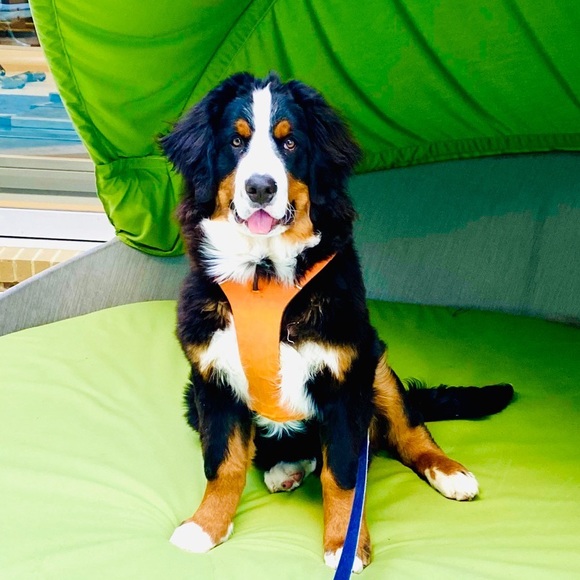 Meet your Posher, Bree - Picture 1 of 1